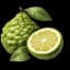 Bergamot