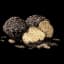 Black Truffle