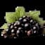 blackcurrant