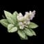 Clary Sage