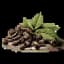 Clove