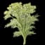 Galbanum