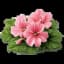 Geranium