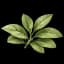 green leaves