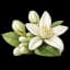 Jasmine