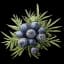 Juniper Berries