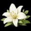 Lily of the Valley
