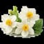 Narcissus