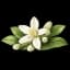 Neroli