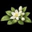 Freesia
