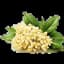 Osmanthus