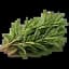 Rosemary